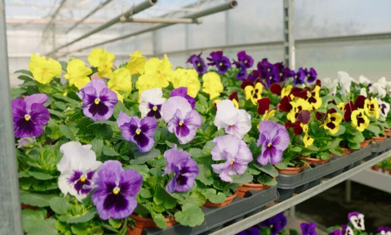 syngenta_delta_02032023101329