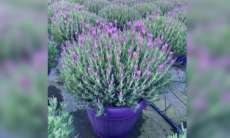 syngenta_flowers_16042024122656