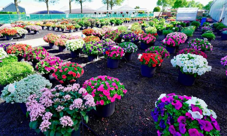 syngenta_flowers_19052022085937