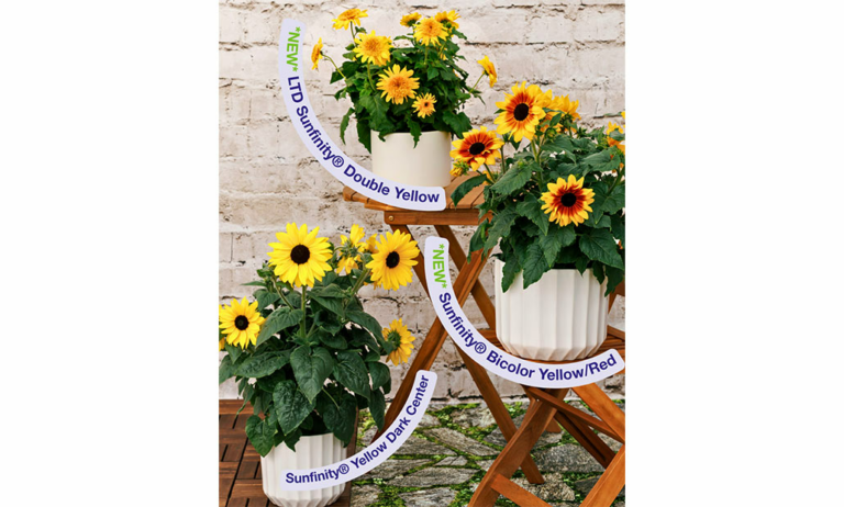 syngenta_flowers_sunfinity_22102025134443