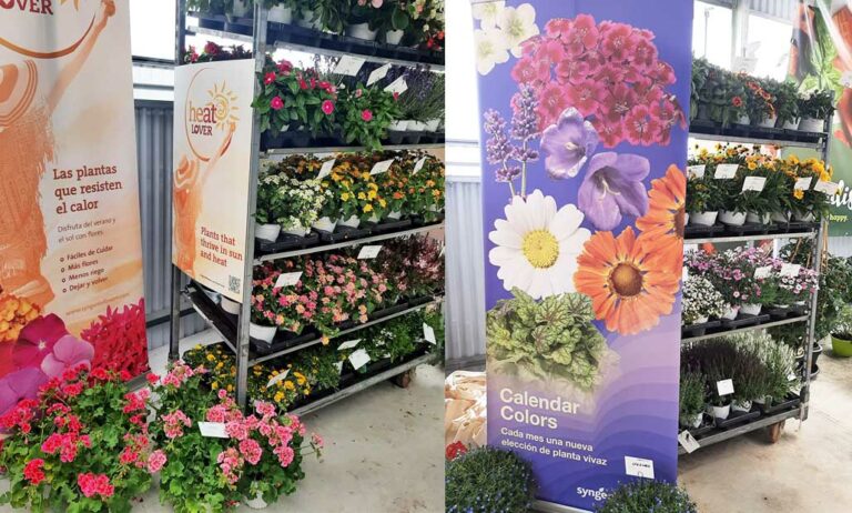 syngenta_viridlia_15062022123200