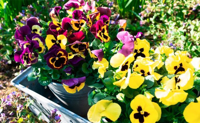 syngentaflowerspensamientos_23022021114245