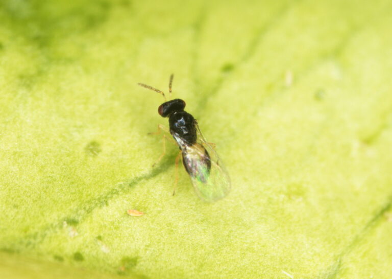 tamarixia_dryi_24052019093126