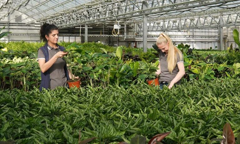 tesco_house-plants_01032024103727