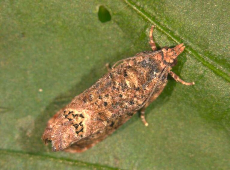 thaumatotibia_leucotreta_eppo_10112023090337