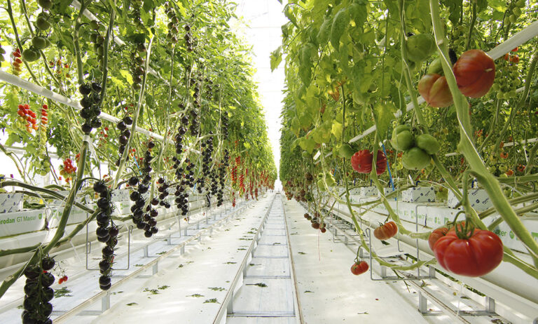 tomate_vision_28052020075725