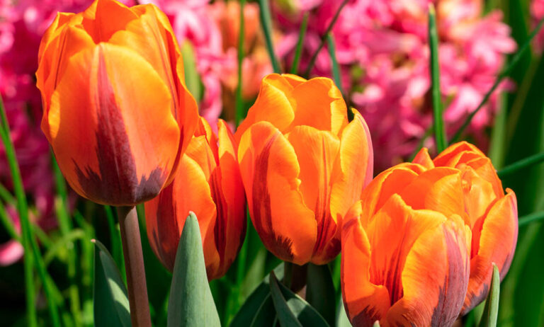 tulipan_30082021113215