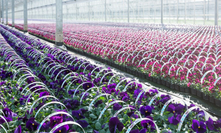 variedades_de_syngenta_09072019081913