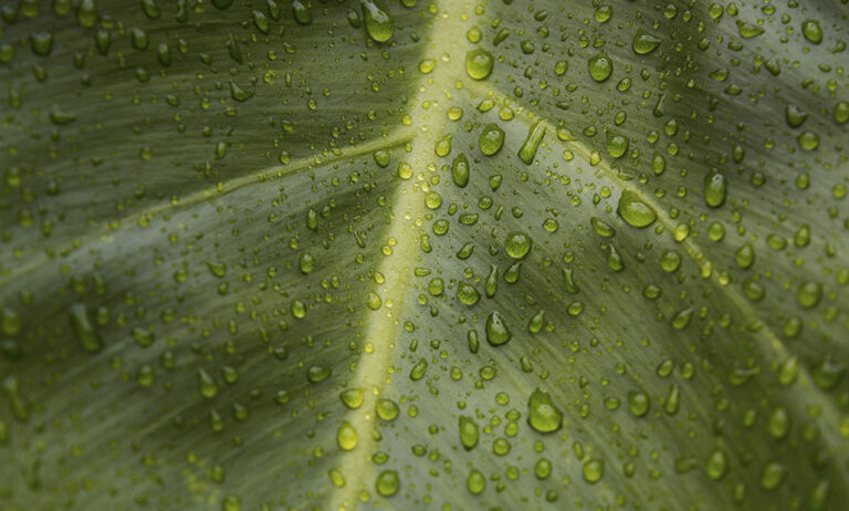 vegetacion_23082019101721