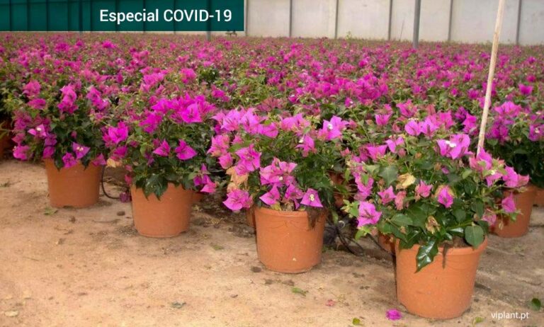 viplant-portugal_27032020141035
