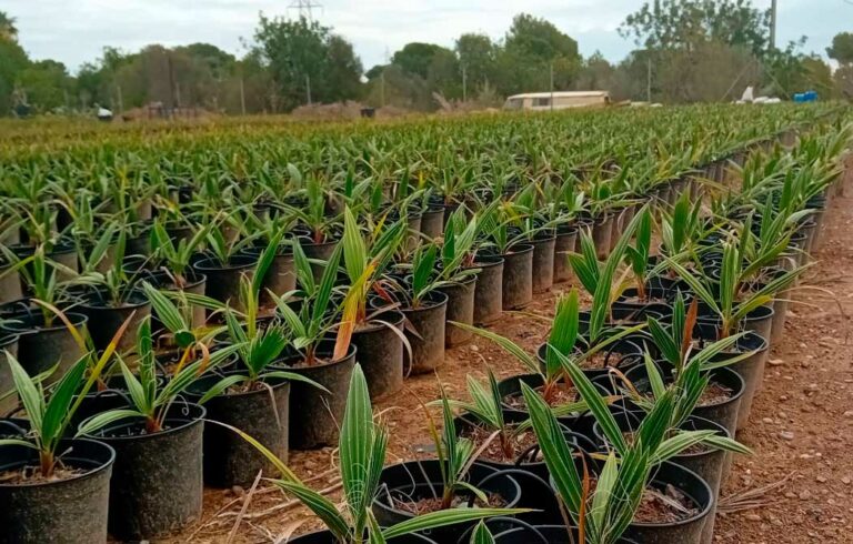 vivero-afectado-dana_19082025094515