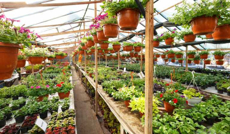 vivero-de-plantas_28072022090326