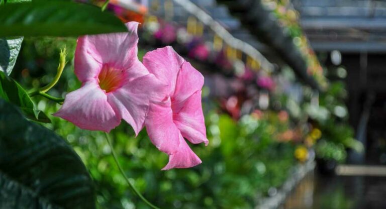 vivero-dipladenia_13072023092611