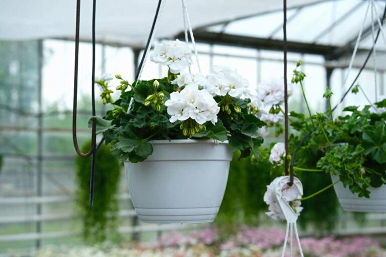 vivero-geranio_26062025112850