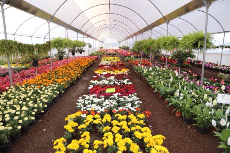 vivero-mexico_27072020074651