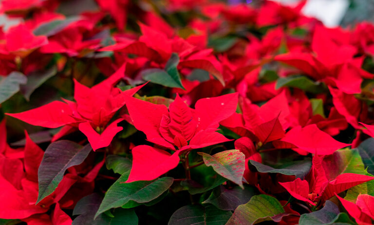 vivero-poinsettia_04082025113908