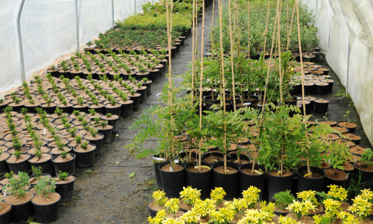 vivero_francia__31032021170151