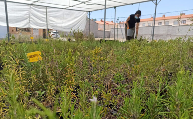 vivero_romero_03032021113750