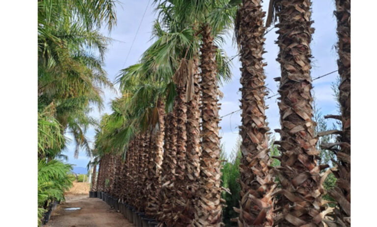 washingtonia_07062023092222