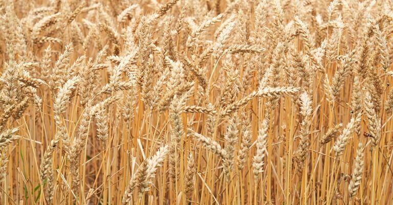 wheat-1518769_960_720_11062019100929