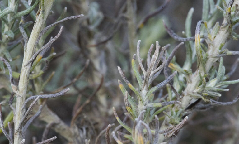 xylella_02102019102903
