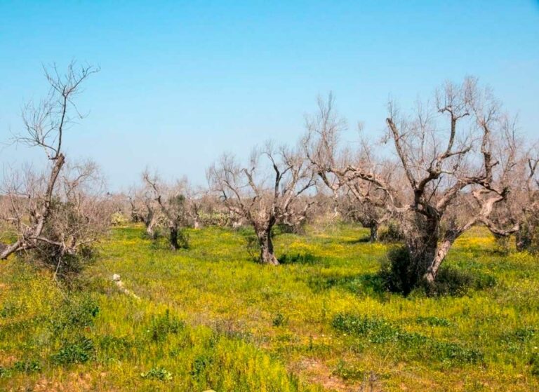 xylella_06032023092223