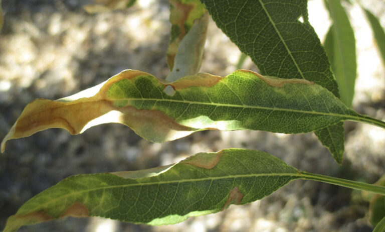 xylella_17092020084221