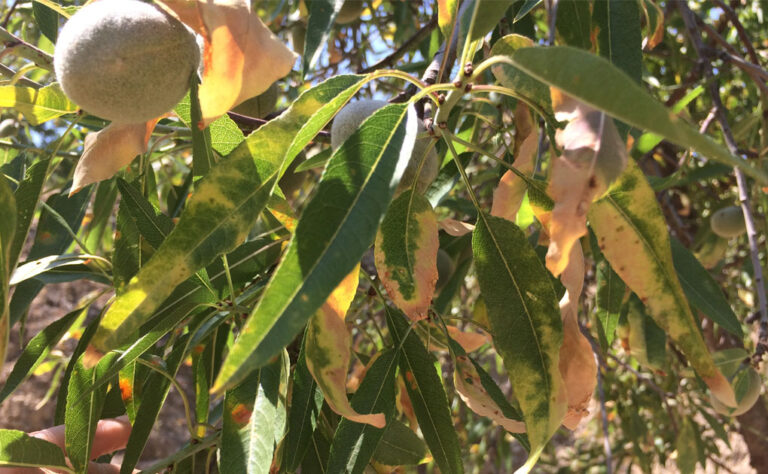 xylella_22022021094654