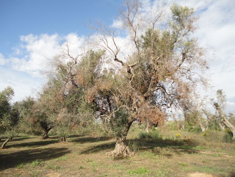 xylella_25042019131335