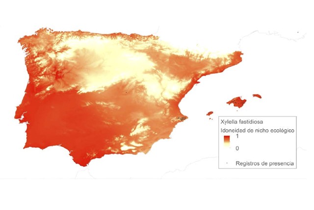 xylella_26032019130023