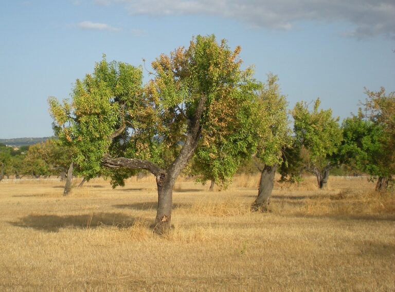 xylella_almendro_baleares_27062022084955