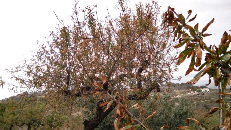xylella_almendros_14072021115030