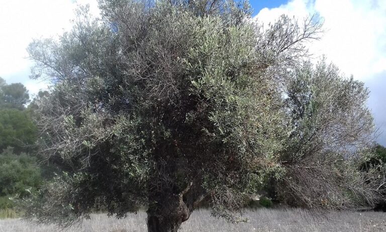 xylella_uk_05032021090002