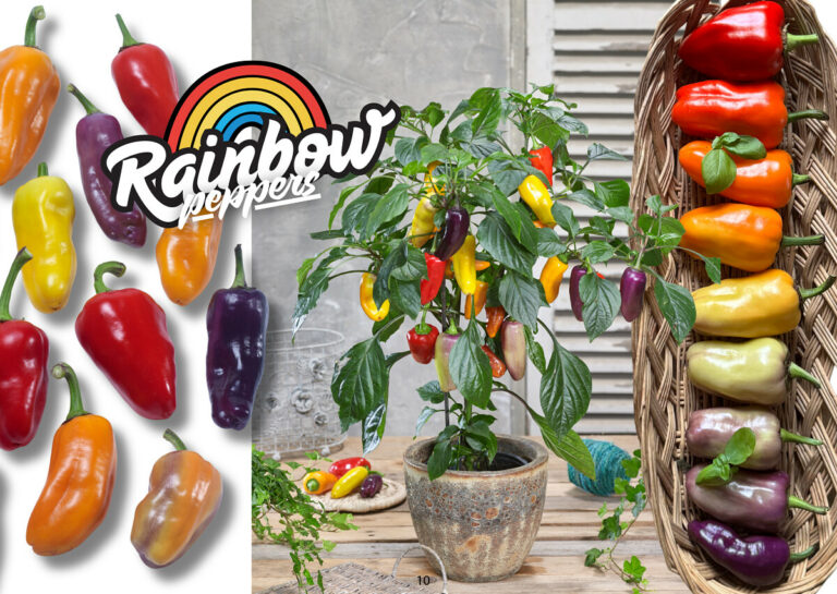 Pillar Peppers™ Sweet Rainbow