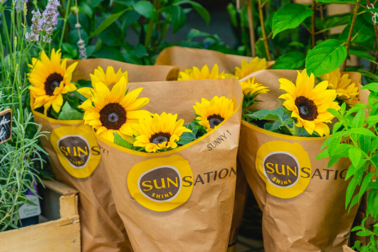 Helianthus annuus F1 Sunsation® Yellow Spirit