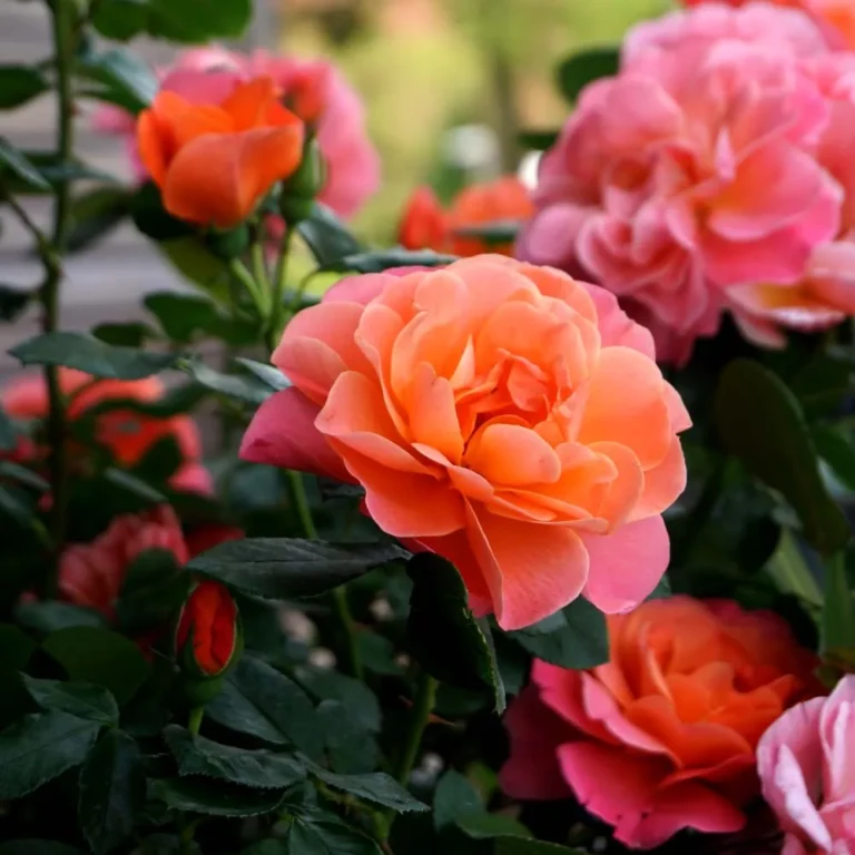 Rosal Sugar CANDY ROSE