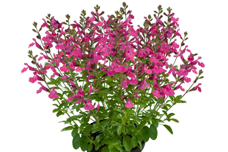 Salvia Visional