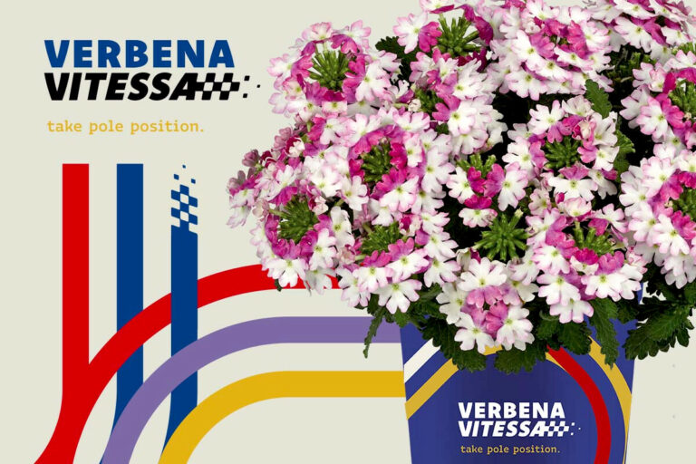 Verbena Vitessa