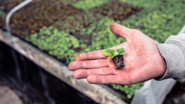 mesa-sectorial-de-material-vegetal-