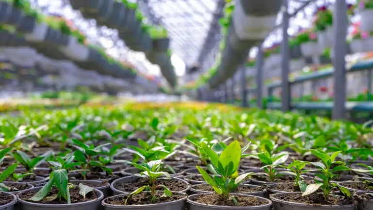 Sustratos en viveros de planta ornamental