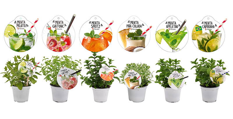Mentas Cocktail 6 Variededes + Etiquetas Fitoralia