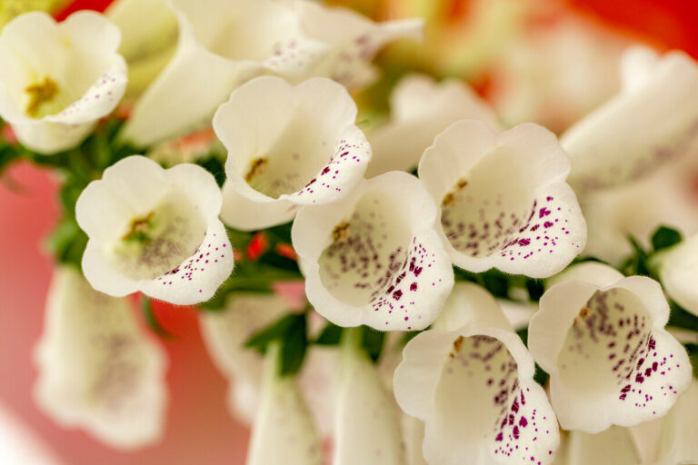 Digitalis purpurea DiBella