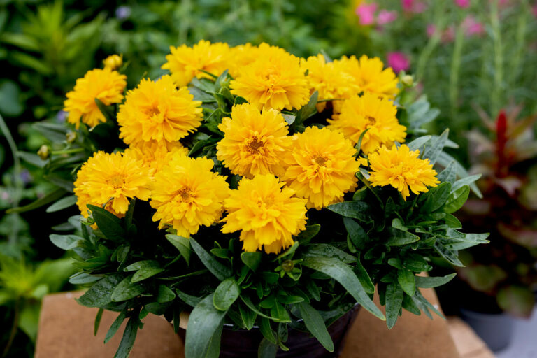 Coreopsis grandiflora SunGlobe