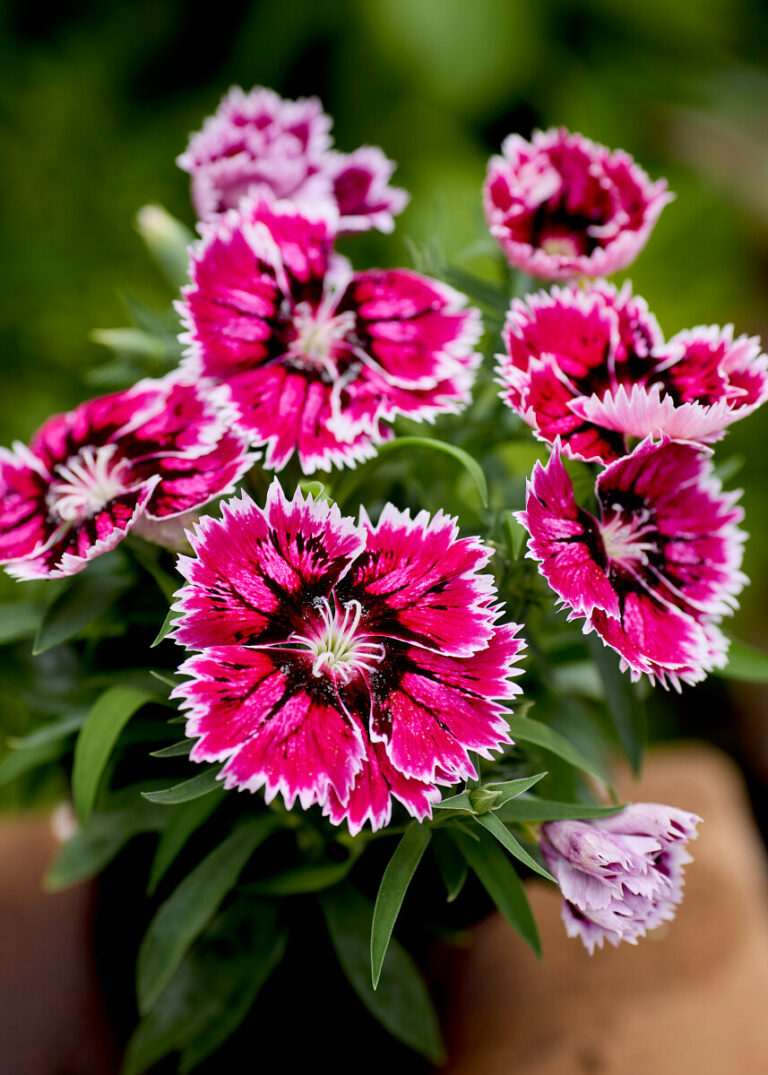 F1 Dianthus chinensis Divinity