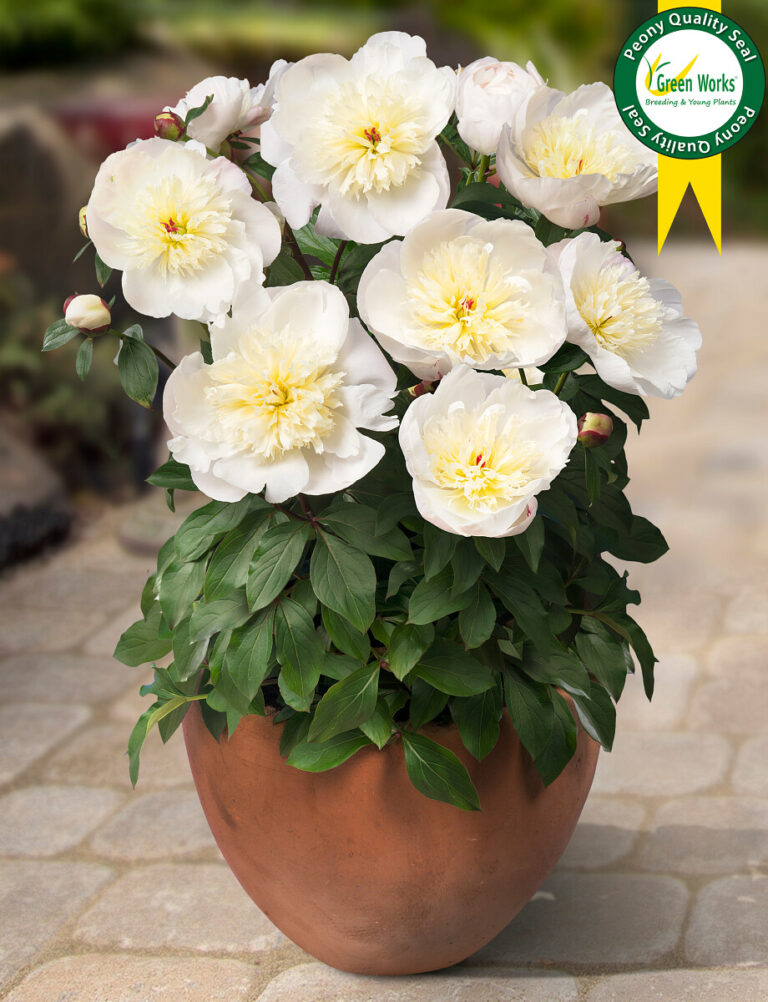 Patio Peony™