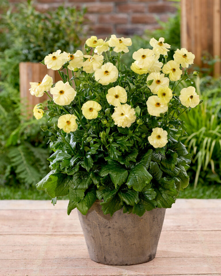 Ranunculus Butterfly™