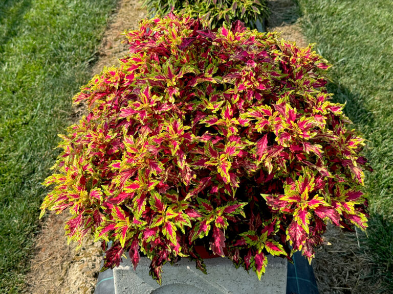 Coleus Arabesque Neon Magic