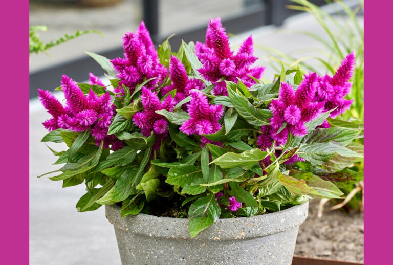 Intenz Series - Celosia