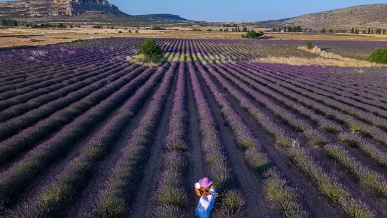 campos-lavanda-moratalla-shutterstock