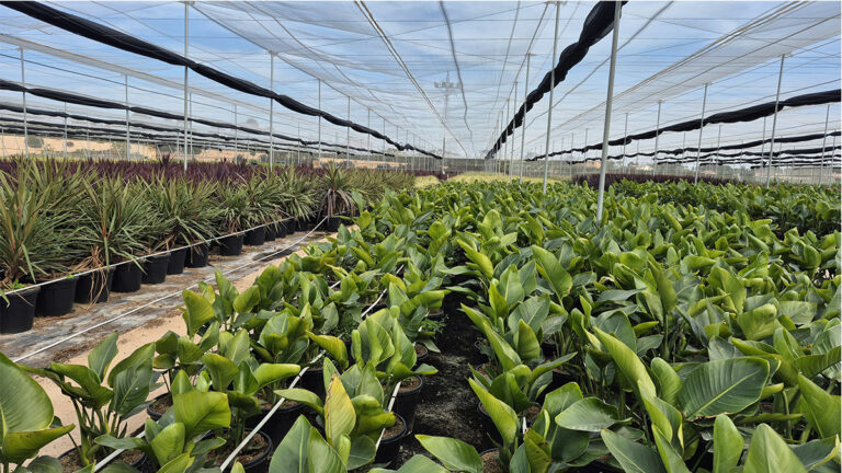 sustratos_gramoflor_plantas-verdes